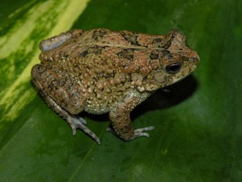 Media type: image;   Herpetology A-148091 Aspect: lateral